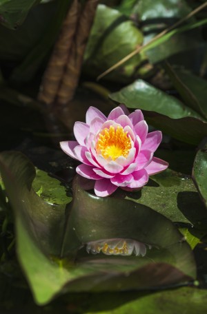 A water lily blooms in springtime; Astoria, Oregon, United States of America