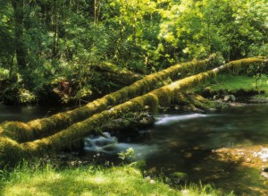Rock Creek flows through Siuslaw National Forest; Florence, Oregon, United States of America