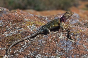 A Collared Lizard suns on a rock; Lawton, Oklahoma, United States of America