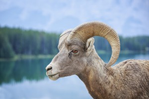 Bighorn Sheep (Ovis canadensis), Banff National Park; Alberta, Canada