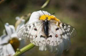 An Apollo Butterfly (Parnassius apollo) seeks nectar from a daisy; Astoria, Oregon, United States of America