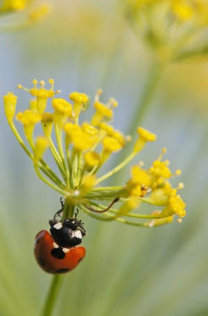 Ladybug on dill blossom; Astoria, Oregon, United States of America