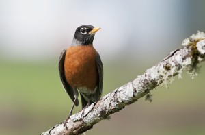 An American Robin perches on a branch; Astoria, Oregon, United States of America