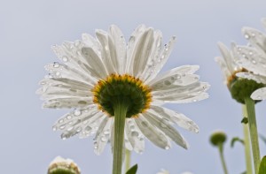 Raindrops cling to daisy petals; Astoria, Oregon, United States of America