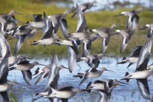 Hudsonian Godwit (Limosa haemastica) in flight; Manitoba, Canada