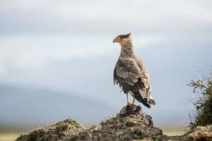 A bird perched on a rock; Punta Arenas, Magallanes, Chile