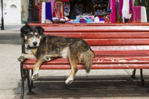 Dog sleeping on a red bench; Punta Arenas, Magallanes, Chile