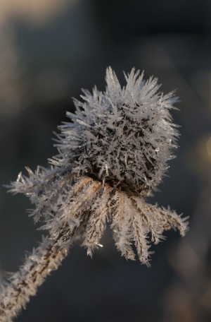 Frost crystals on dead flower in the winter; Astoria, Oregon, United States of America