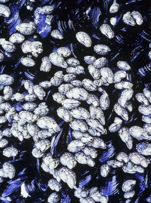 Barnacles and Blue Mussels cling to the rocks; Florence, Oregon, United States of America
