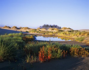 Landscape with a variety of plants, Oregon Dunes National Recreation Area; Lakeside, Oregon, United States of America