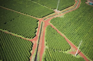 Coffee trees grow on Kauai; Port Allen, Kauai, Hawaii, United States of America