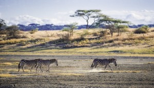 Zebras walking across the dusty plains of the serengeti; Tanzania
