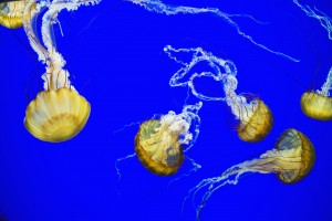 Sea Nettle swims at the Oregon Coast Aquarium; Newport, Oregon, United States of America