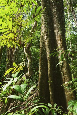 Rain forest along the Rio Tuichi, Madidi National Park; Departamento La Paz, Bolivia