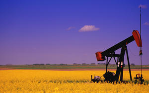 Pumpjack In A Canola Field