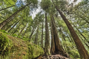 Rainforest in Strathcona Provincial Park; British Columbia, Canada