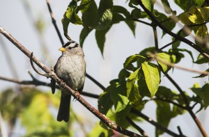 A White-crowned Sparrow (Zonotrichia leucophrys) perches in a tree; Astoria, Oregon, United States of America