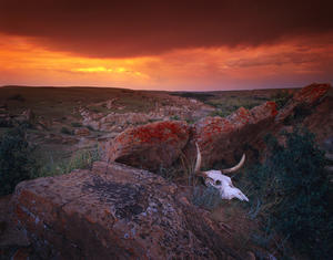 Cow Skull With Large Rocks In Field With Sunset, Writing On Stone Provincial Park, Alberta, Canada