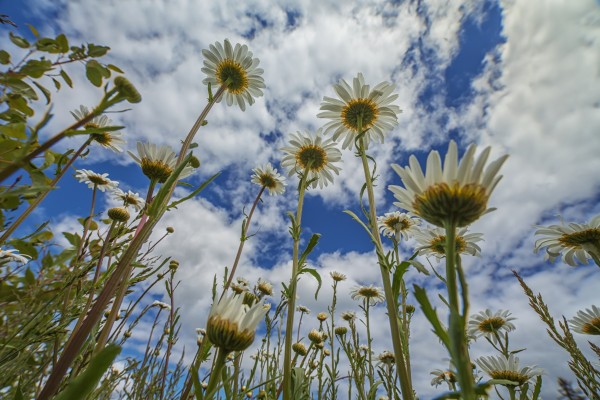 Looking up at daisies (Bellis pernnis)for a unique perspective; British Columbia, Canada by PacificStock