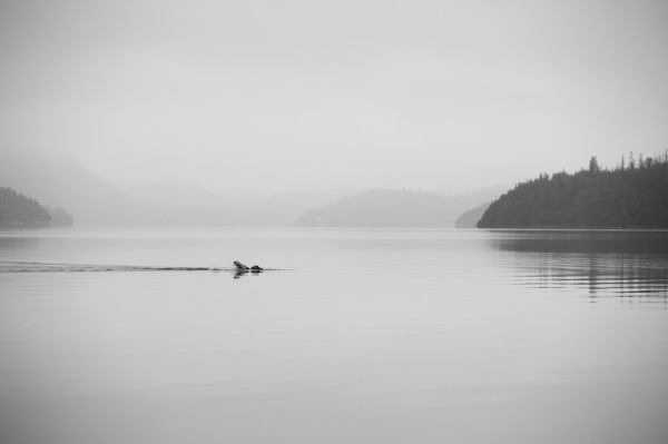 A lone swimmer swims across a calm misty lake; Ontario, Canada by PacificStock