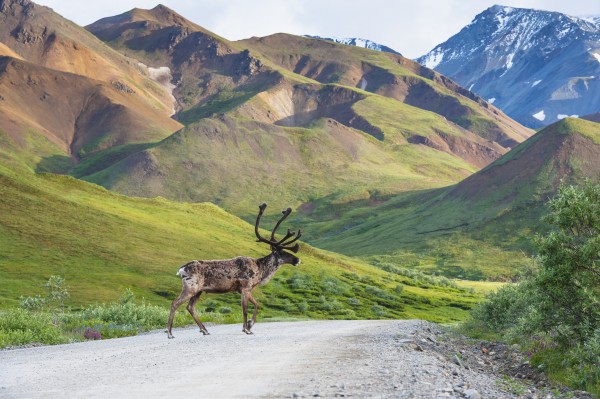 A bull caribou crosses the Park Road near Highway Pass in Denali National Park, Interior Alaska by PacificStock