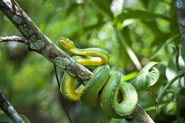 Green tree snake (Dendrelaphis punctulata); Madang Province, Papua New Guinea  Print