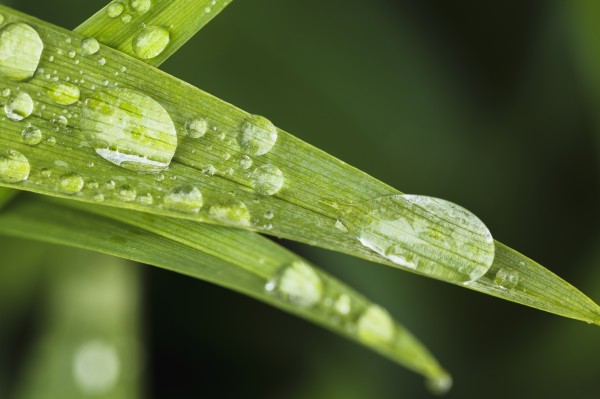 Close up of Day Lily leaves (Hemerocallis fulva); Quebec, Canada by PacificStock
