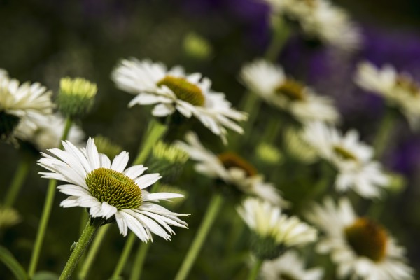 Coneflowers, Virgin Echinacea Purpurea (Asteraceae), New York Botanical Garden; New York City, New York, United States of America by PacificStock