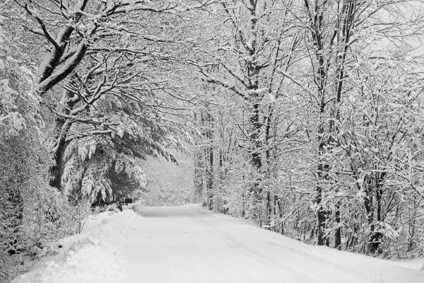A snow covered road lined with leafless trees in winter; Brome Lake, Quebec, Canada by PacificStock