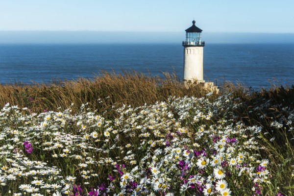 Flowers bloom near North Head Lighthouse on the Washington Coast; Washington, United States of America by PacificStock