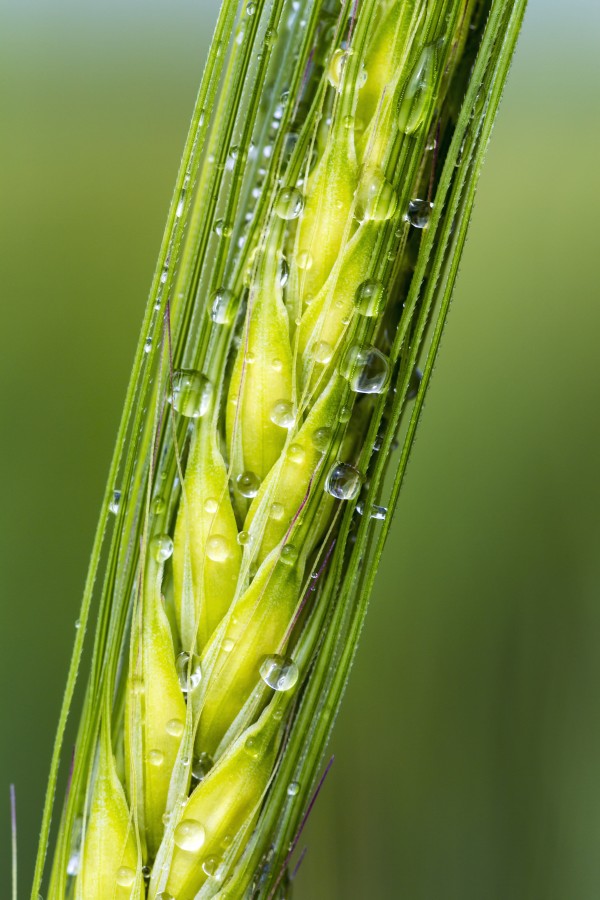 Extreme close up of a green barley head with water droplets; Acme, Alberta, Canada by PacificStock