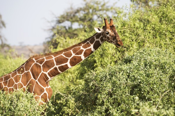 Close up of head and shoulders of a Reticulated Giraffe (Giraffa camelopardalis), Samburu National Reserve; Kenya by PacificStock