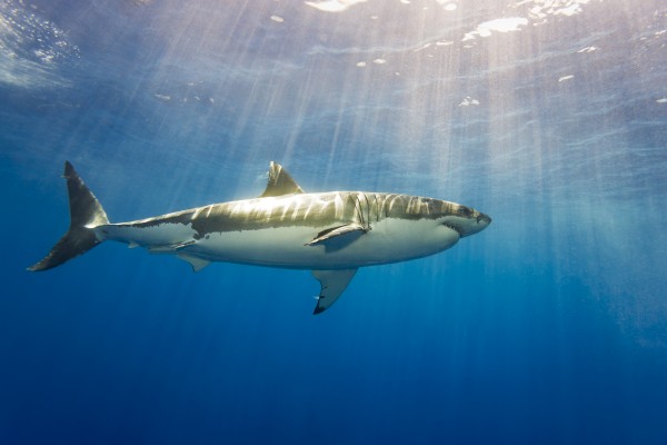 Great white shark (Carcharodon carcharias); Guadalupe Island, Mexico by PacificStock