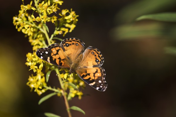 Painted Lady Butterfly (Cynthia) feeds on goldenrod; Tahlequah, Oklahoma, United States of America by PacificStock