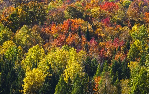 Forest in autumn colours; West Bolton, Quebec, Canada by PacificStock