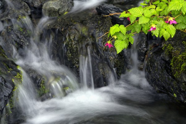 A sprig of Salmonberry flowers and leaves drape over waterfall, Kodiak, Alaska by PacificStock