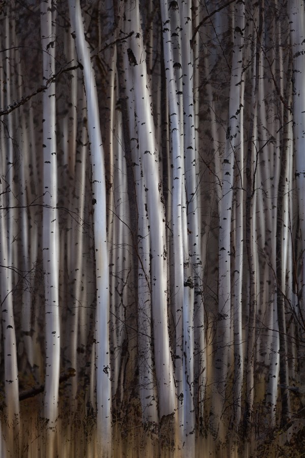 Forest of birch trees; Alberta, Canada by PacificStock