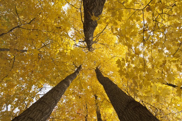 Low angle view of golden leaves on a tree in autumn; Brampton, Ontario, Canada by PacificStock