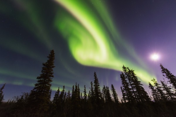 Aurora borealis over spruce trees with a full moon in the Northwest Arctic of Alaska. by PacificStock