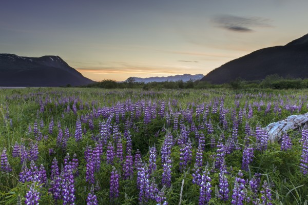Field of Arctic Lupine near the Turnagain Arm south of Girdwood, Alaska. by PacificStock