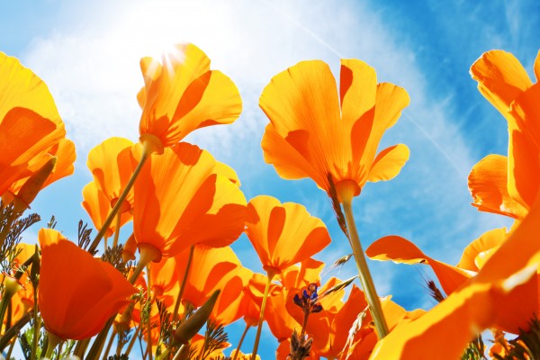 Field of Flowers with Blue Sky, Macro View by PacificStock