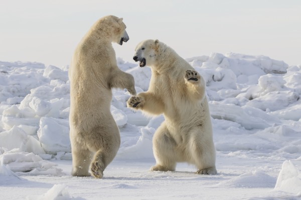 Polar bears (ursus maritimus) sparring on the coast of Hudson Bay; Manitoba, Canada by PacificStock