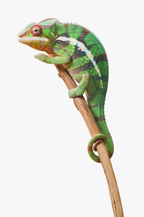 Colourful Panther Chameleon (Furcifer pardalis) on a white background; St. Albert, Alberta, Canada by PacificStock