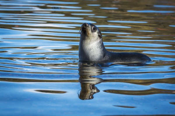 Antarctic fur seal (Arctocephalus gazella) reflected in rippled water; Antarcitca by PacificStock