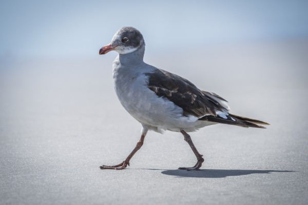 A juvenile dolphin gull (Leucophaeus scoresbii) walks on a sandy beach in the sunshine with the sea in the background. It has a grey and white breast, brown wings, a multi-coloured head and an orange beak and legs; Antarctica by PacificStock