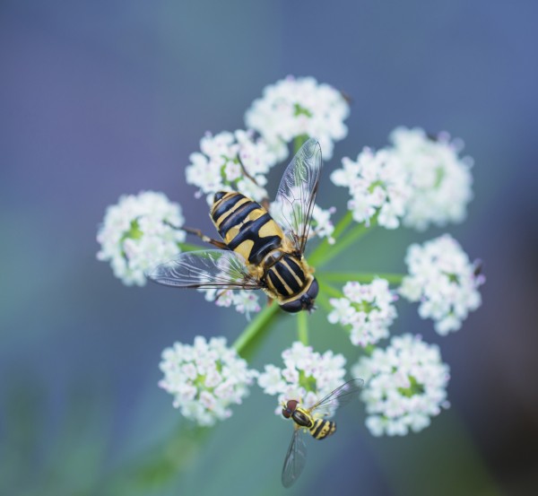 Two hover flies on a white wildflower; Ontario, Canada by PacificStock