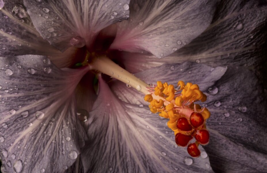Close up of a Hibiscus flower with water droplets; Hawaii, United States of America  Print