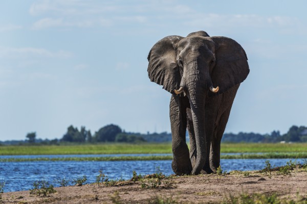 Elephant (Loxodonta africana) on riverbank walking straight towards camera; Botswana by PacificStock