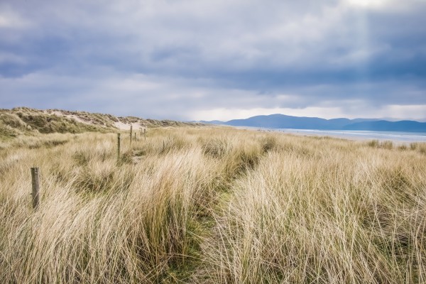 The sand dunes along Inch Beach in the Dingle Peninsula; County Kerry, Ireland by PacificStock