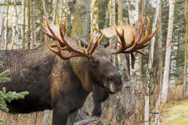 Bull moose (alces alces), rutting season; Alaska, United States of America by PacificStock